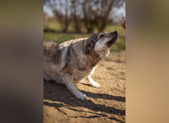 Schöne ♥Sibilla♥ sanft und freundlich