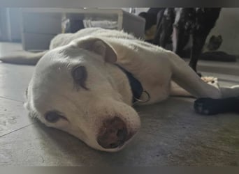 OldBoy ♥ ARON ♥ liebt Kinder, Hund + Katzen