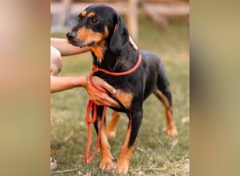 Lieber, aufgeschlossener Bliss ❤️ sucht sein neues Zuhause