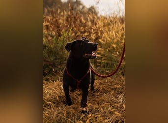 Blacky Aron ♥️ so verschmuster & verspielter Rüde