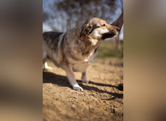 Schöne ♥Sibilla♥ sanft und freundlich