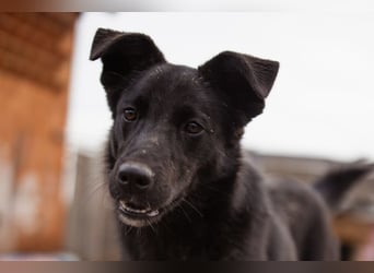 Loris ❤️ verspielter, aktiver Jungrüde