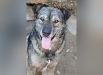 Medo ❤️ so gutmütig, liebevoll + sozial!