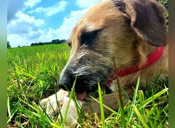 Besuche Taro in 24885 Sieverstedt