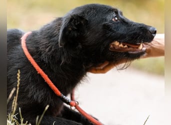 Traumhündin Ebony ❤️ verträglich, lieb, offen!