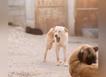 Bob wartet sehnsüchtig auf deine Anfrage
