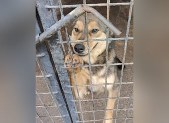 freundliche, liebevolle Mix-Hundedame Lizzy