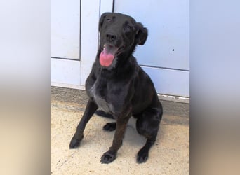 Xena - lebensfrohe, aktive, liebe Hündin