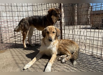 Klausi ❤️ sanft, sensibel + sucht Halt & Liebe
