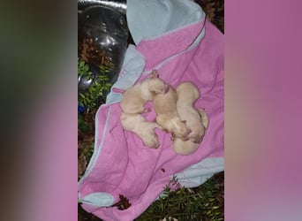 Klein ♥Luan♥ fröhlicher, neugieriger Welpenbub