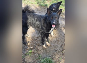 Betty ❤️ kuschlige, verspielte junge Hundedame