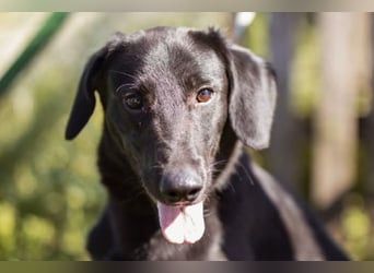 DIEGO❤️sozialer, menschenbezogener Jungspund mit fröhlichem Wesen