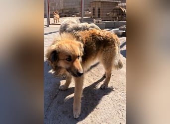 Ben ❤️ schmusiger, schüchterner Hundebub