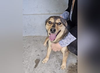 freundliche, liebevolle Mix-Hundedame Lizzy