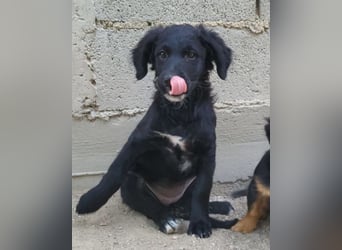 Mila ❤️ so süßes + lebensfrohes Hundemädchen!