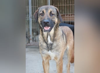 FEODOR❤️so lieber, verträglicher, noch schüchterner Hundejunge