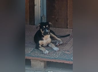 Welpenmädchen Lykka ❤️ fröhlich, verspielt, neugierig!
