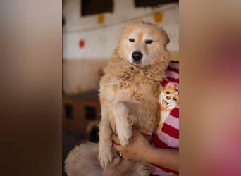 SKOČKO❤️ein Sonnenschein auf vier Pfoten sucht dich