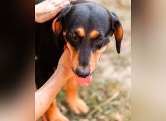 Lieber, aufgeschlossener Bliss ❤️ sucht sein neues Zuhause