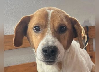 Sony ❤️ Familienhund mit großem Herzen