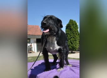 Familienrüde Tinko  - Schnauzer-Mix sucht sein Glück