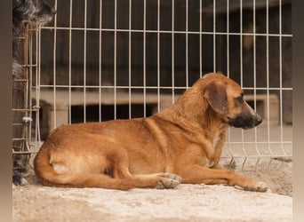 Sanfter Rüde ♥Amigo♥ erwartet dich bereits in 74749 Rosenberg