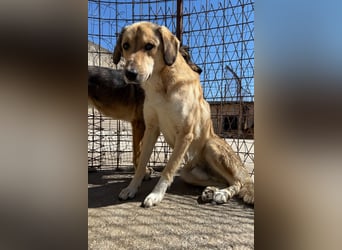 Klausi ❤️ sanft, sensibel + sucht Halt & Liebe