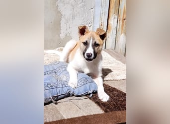 Ella ❤️ super liebes, junges Hundemädchen