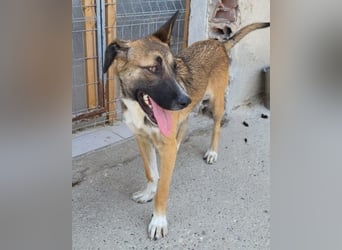 Liebste Lisa - die pure Lebensfreude auf 4 Pfoten