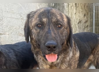 Ludwig ❤️ unser lieber, verschmuster Jungrüde!