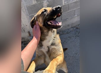 XAVER❤️entzückender, lustiger Jungrüde auf dringender Körbchensuche!