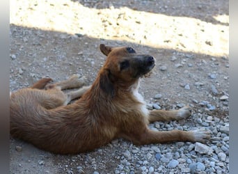 Sanfter ♥ Oscar ♥ wartet schon in 74749 Rosenberg