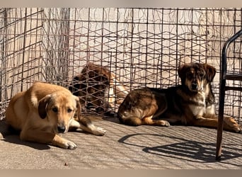 Klausi ❤️ sanft, sensibel + sucht Halt & Liebe