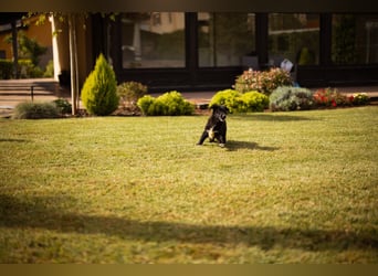 Sienna süße junge Schäfi-Mix-Schnute