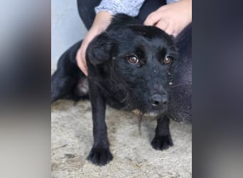 Traumhündin Ebony ❤️ verträglich, lieb, offen!