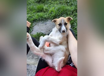 Ella ❤️ super liebes, junges Hundemädchen