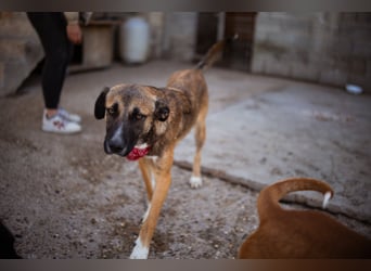 Liebste Lisa - die pure Lebensfreude auf 4 Pfoten