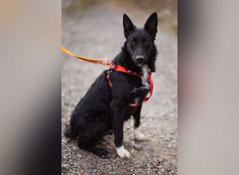 Betty ❤️ kuschlige, verspielte junge Hundedame