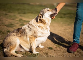 Schöne ♥Sibilla♥ sanft und freundlich
