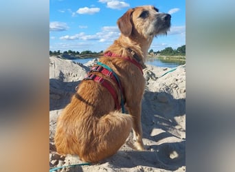 Toller Rüde ♥ Taro ♥ wartet bereits in 24885 Sieverstedt