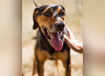 Jasco ❤️ neugierig, lebhaft & verspielt