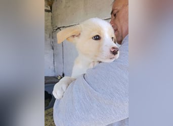 Welpin ♥Tina♥ hofft nun darauf ihre lieben & treuen Menschen zu finden