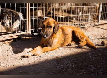 Sanfter ♥ Oscar ♥ wartet schon in 74749 Rosenberg