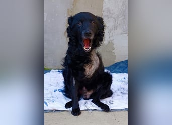 Nox ❤️ liebevoller Kämpfer auf 3-Beinen