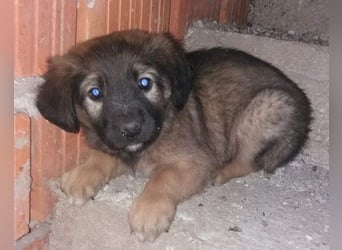 Schüchterne Crissi - braucht Liebe und Halt