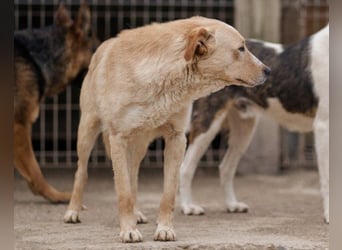 Bob wartet sehnsüchtig auf deine Anfrage