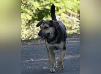 Lana ❤️ tolle umgängliche, junge Hündin