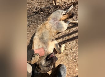 COCO❤️verspielt, sanft und voller Vertrauen: ein Herz für Groß und Klein!