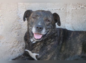 Ebelin ❤️ so herzensguter Familienhund!