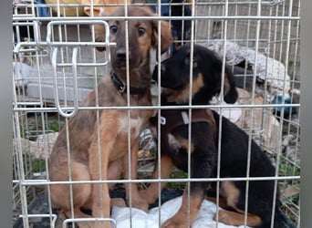 Kleine, schüchterne Vaiana = sucht Liebe und Treue